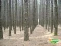 Reflorestamento de Pinus com 10 alqueires