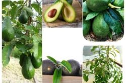 Mudas de Abacate enxertadas e variedades