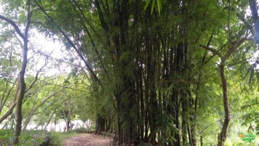 Sítio escriturado em Jacupiranga-SP