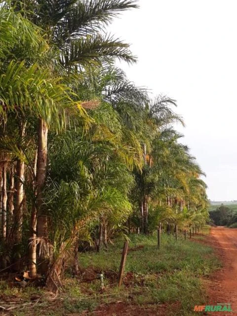 Vendo haste palmito pupunha