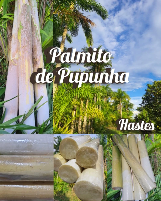 Vendo haste palmito pupunha