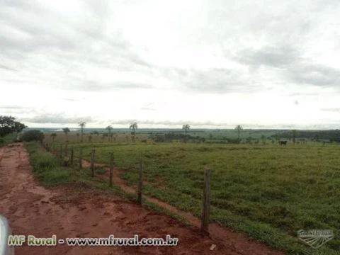 FAZENDA 120 KM  DE SJRIO PRETO SP