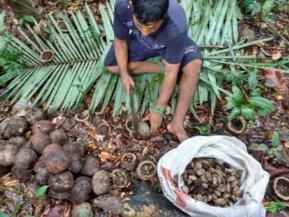 CASTANHA DA AMAZÔNIA