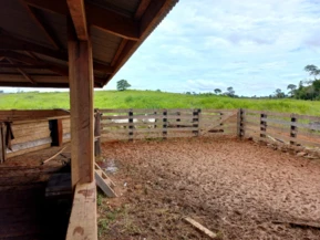 Fazenda para criação de gado no MT