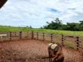 Fazenda para criação de gado no MT