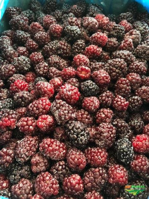 Imagem Frutas congeladas Imagem Frutas congeladas