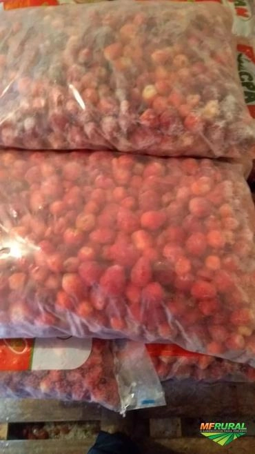 Imagem Frutas congeladas Imagem Frutas congeladas