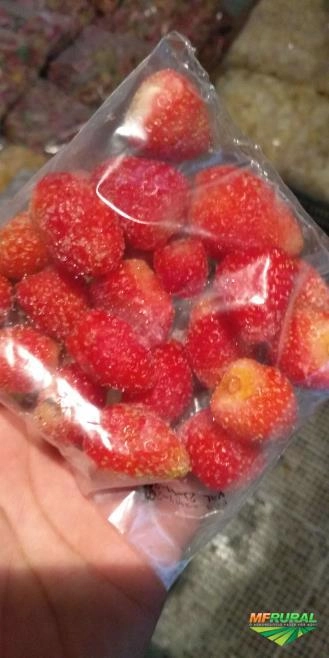 Imagem Frutas congeladas Imagem Frutas congeladas