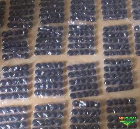 Procuro Sementes de mostarda hibrida argania Imagem Procuro Sementes de mostarda hibrida argania