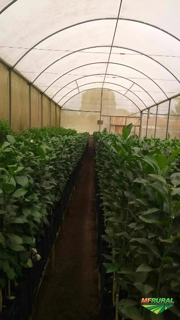 Mudas de Citrus Imagem Mudas de Citrus