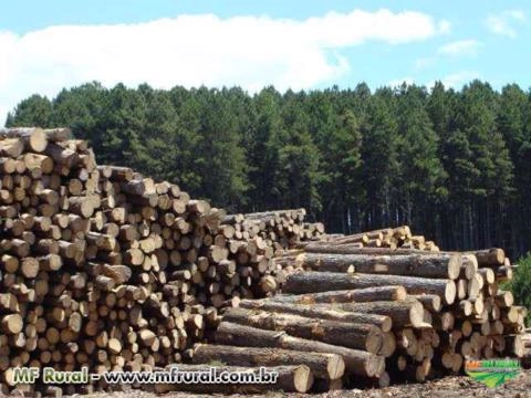 VENDO TORAS DE 16 ACIMA Imagem VENDO TORAS DE 16 ACIMA