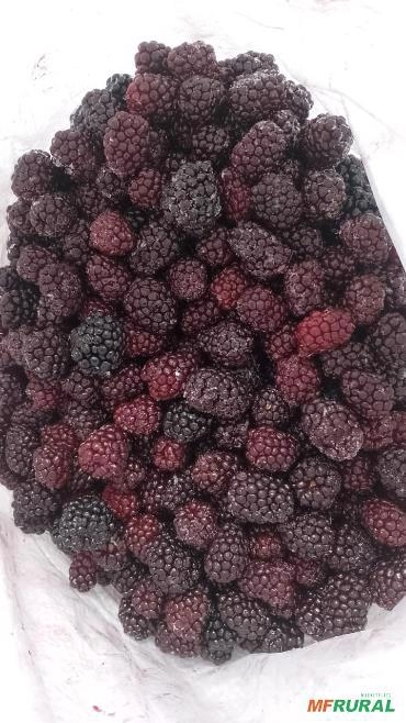 Amoras congeladas Imagem Amoras congeladas