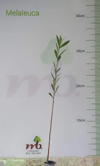 Imagem Mudas Nativas para reflorestamento Imagem Mudas Nativas para reflorestamento