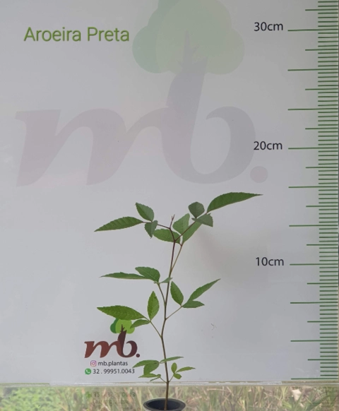 Imagem Mudas Nativas para reflorestamento Imagem Mudas Nativas para reflorestamento