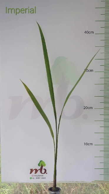 Imagem Mudas Nativas para reflorestamento Imagem Mudas Nativas para reflorestamento
