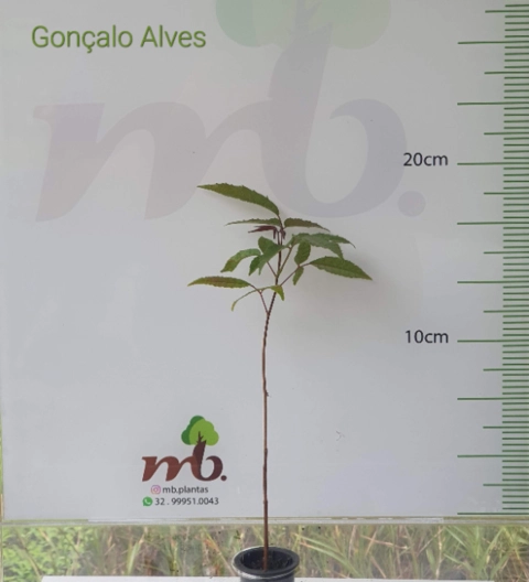 Imagem Mudas Nativas para reflorestamento Imagem Mudas Nativas para reflorestamento