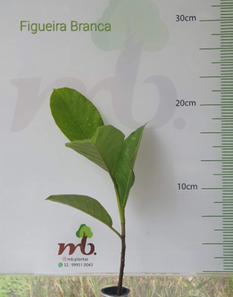 Imagem Mudas Nativas para reflorestamento Imagem Mudas Nativas para reflorestamento