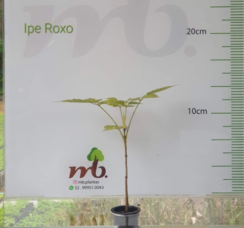 Imagem Mudas Nativas para reflorestamento Imagem Mudas Nativas para reflorestamento