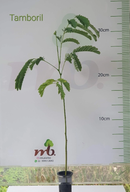 Imagem Mudas Nativas para reflorestamento Imagem Mudas Nativas para reflorestamento