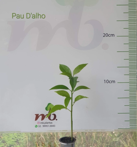 Imagem Mudas Nativas para reflorestamento Imagem Mudas Nativas para reflorestamento