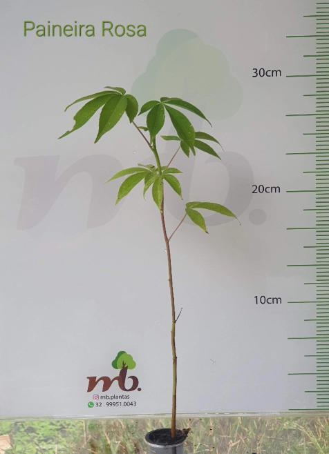 Imagem Mudas Nativas para reflorestamento Imagem Mudas Nativas para reflorestamento