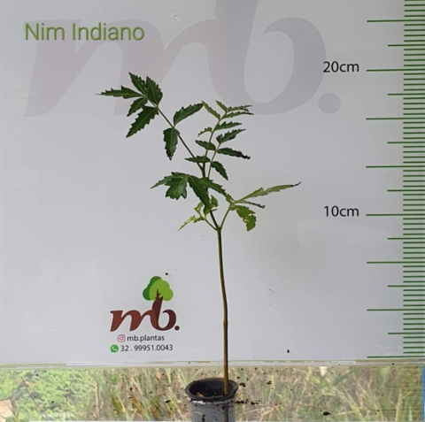 Imagem Mudas Nativas para reflorestamento Imagem Mudas Nativas para reflorestamento