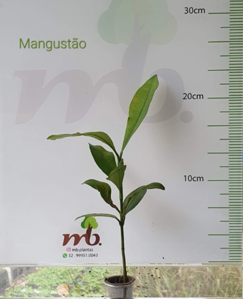 Imagem Mudas Nativas para reflorestamento Imagem Mudas Nativas para reflorestamento