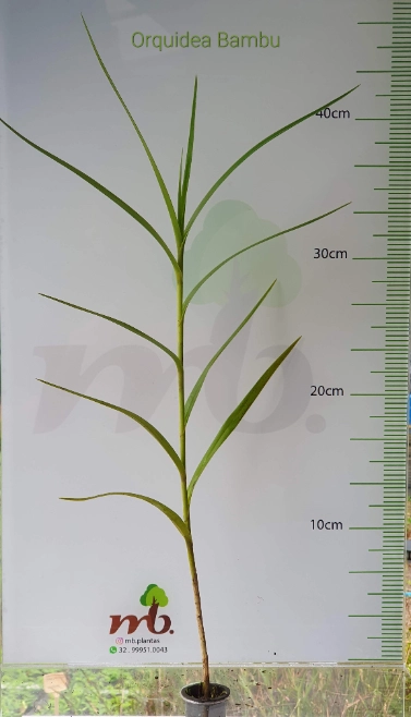 Imagem Mudas Nativas para reflorestamento Imagem Mudas Nativas para reflorestamento