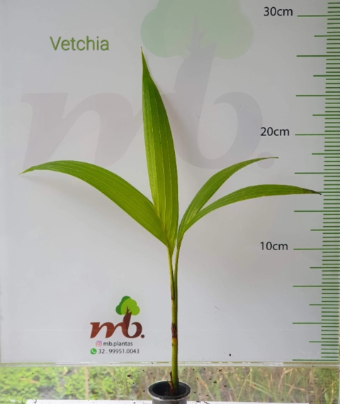 Mudas Nativas para reflorestamento Imagem Mudas Nativas para reflorestamento