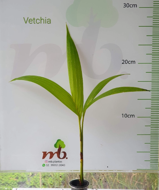 Mudas Nativas para reflorestamento Imagem Mudas Nativas para reflorestamento