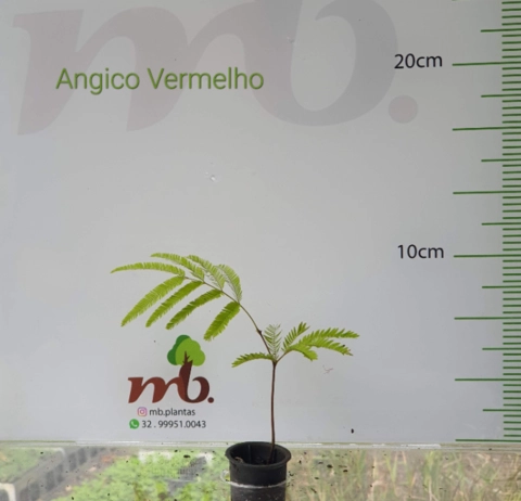 Imagem Mudas Nativas para reflorestamento Imagem Mudas Nativas para reflorestamento