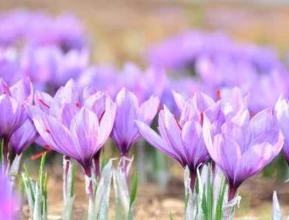 Bulbos grandes de Açafrão Verdadeiro - Crocus sativus