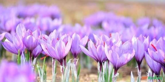 Cultivo de Açafrão Verdadeiro no Brasil (Crocus Sativus) Imagem Cultivo de Açafrão Verdadeiro no Brasil (Crocus Sativus)