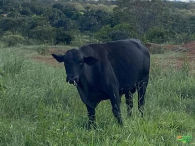 TOUROS ANGUS Imagem TOUROS ANGUS