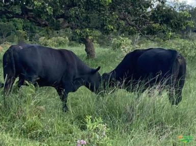 Imagem TOUROS ANGUS Imagem TOUROS ANGUS