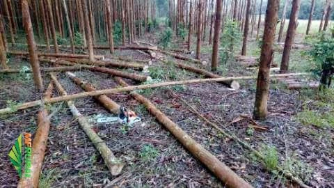 Corte de madeiras pinus e eucalipto