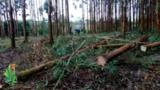 Corte de madeiras pinus e eucalipto