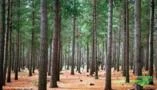 Árvores de Pinus