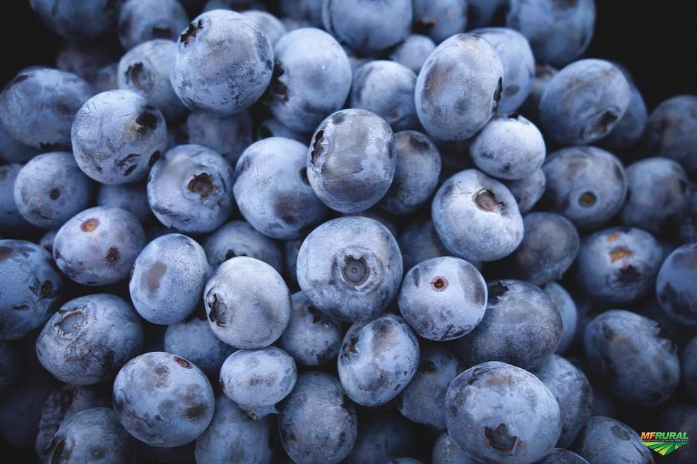 Blueberry (Mirtilo)