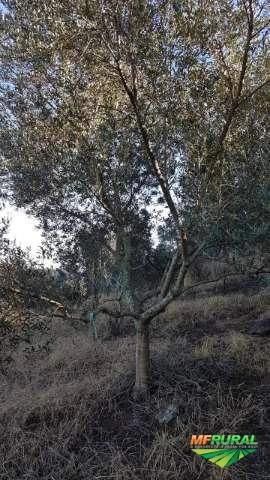 Imagem Oliveiras adultas (10 anos) Imagem Oliveiras adultas (10 anos)