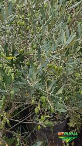 Imagem Oliveiras adultas (10 anos) Imagem Oliveiras adultas (10 anos)