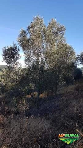 Oliveiras adultas (10 anos) Imagem Oliveiras adultas (10 anos)