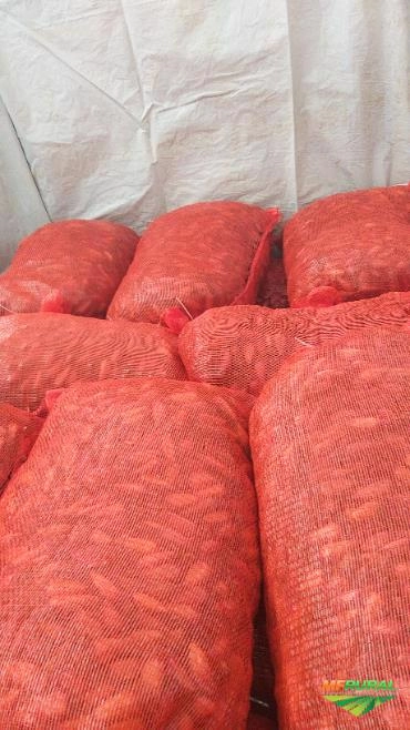 Imagem PINHÃO Imagem PINHÃO