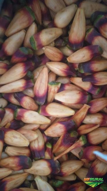 Imagem PINHÃO Imagem PINHÃO