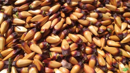 Imagem PINHÃO Imagem PINHÃO