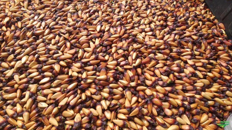 PINHÃO Imagem PINHÃO