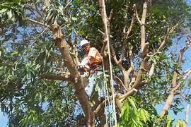 Poda de arvore e jardinagem Imagem Poda de arvore e jardinagem