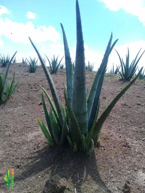 Mudas de Aloe Vera Barbadensis Miller Orgânica (Babosa) Imagem Mudas de Aloe Vera Barbadensis Miller Orgânica (Babosa)