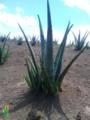Mudas de Aloe Vera Barbadensis Miller Orgânica (Babosa) Imagem Mudas de Aloe Vera Barbadensis Miller Orgânica (Babosa)