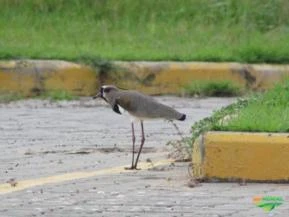 Vendo 15 fotos profissionais do pássaro Quero Quero (Souther Lapwing)